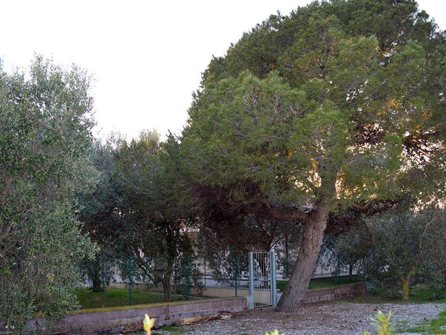 Agriturismo Olivomare Πιομπίνο Εξωτερικό φωτογραφία